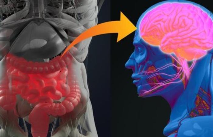 هل تؤثر حالة الأمعاء على المزاج.. طبيبة تكشف التفاصيل