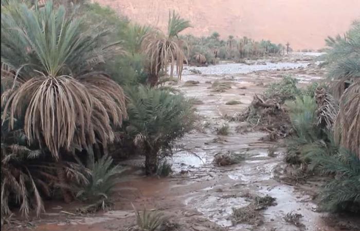 "أصدقاء البيئة": زاكورة منطقة منكوبة