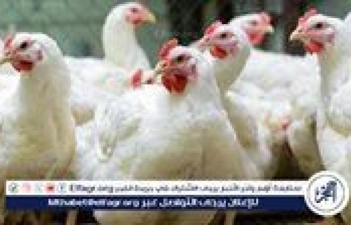 أسعار الدواجن اليوم الاثنين 11-11-2024 في الدقهلية