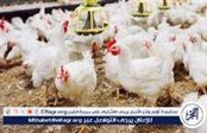 أسعار الدواجن اليوم الأربعاء 13-11-2024 في الدقهلية