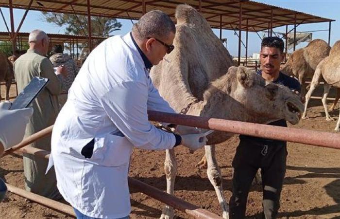 بحوث الصحراء ينظم قافلة بيطرية لتحسين صحة الثروة الحيوانية بجنوب سيناء