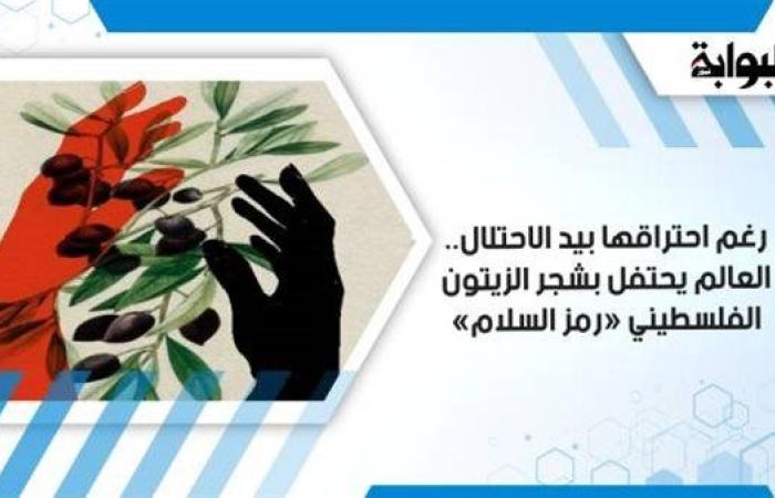 رغم احتراقها بيد الاحتلال.. العالم يحتفل بشجر الزيتون الفلسطيني «رمز السلام»