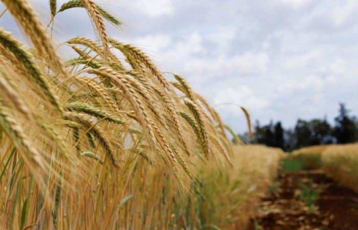 غياب التساقطات المطرية يلف محصول الحبوب بالضبابية في المغرب