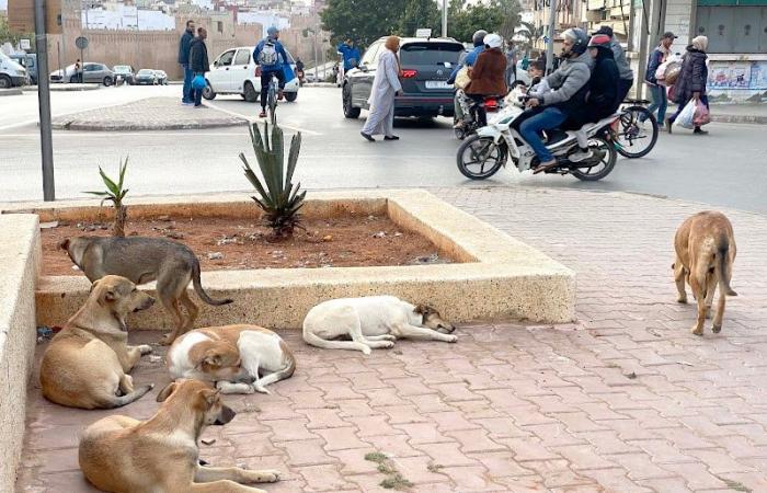 "الفيفا" تفرح حماة حقوق الحيوانات