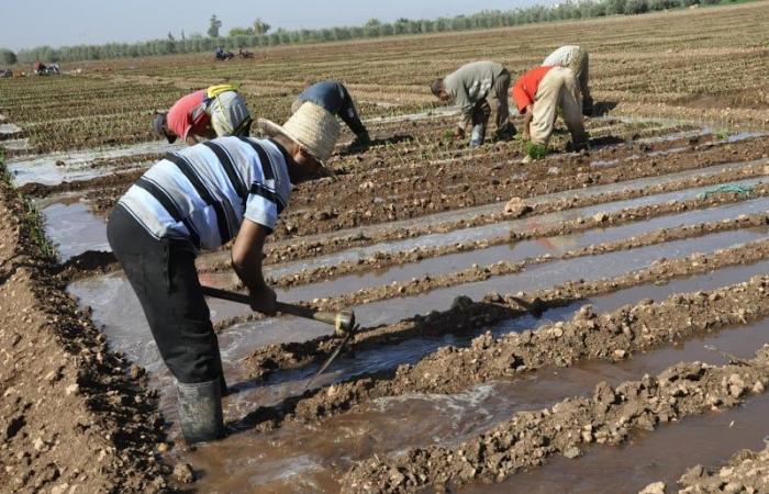 الشغيلة الزراعية تذكر السكوري بالحوار حول الأجور وظروف الاشتغال