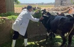تحصين 434 ألف رأس ماشية ضد مرضى الحمى القلاعية والوادي المتصدع بالشرقية