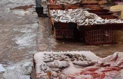 تجار السمك بالإسكندرية عطشوا السوق لمواجهة المقاطعة